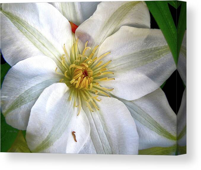 Spring Canvas Print featuring the photograph Susie by Wild Thing