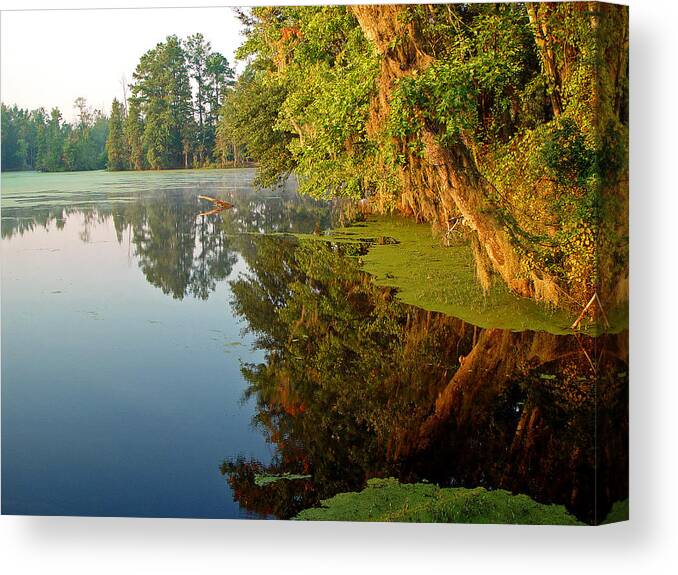 Landscape Canvas Print featuring the photograph Swamp Pond by Michael Whitaker