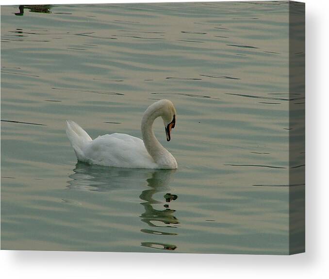 Swan Canvas Print featuring the photograph Swan by Rita Fetisov