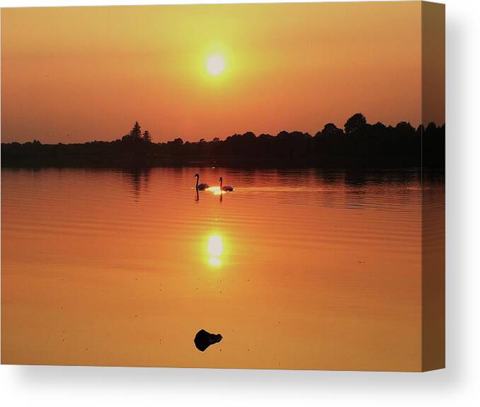 Sunset Canvas Print featuring the photograph Swans at Sunset by Martina Fagan
