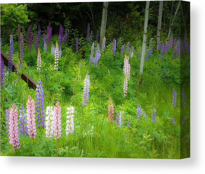 Adirondacks Canvas Print featuring the photograph Sweet Flowers of Summer by Lynn Wohlers