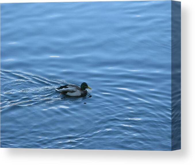 Duck Canvas Print featuring the photograph Swimming Duck by Robert Bissett