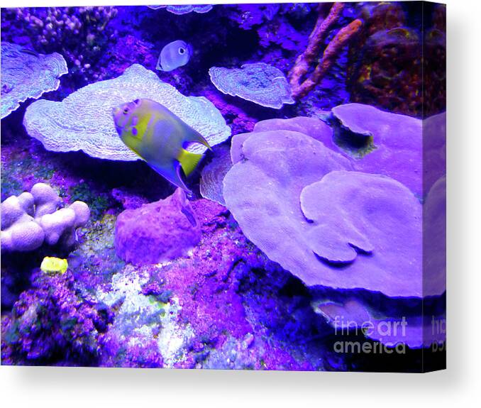 Tropical Canvas Print featuring the photograph TA Purple Coral and Fish by Francesca Mackenney