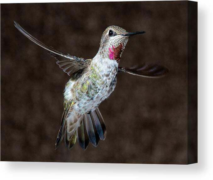 Hummingbird Canvas Print featuring the photograph Take My Good Side Please by Patrick Campbell