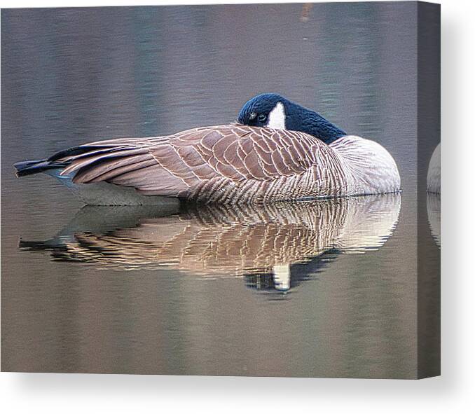 Birds Wildlife Animals Canvas Print featuring the photograph Taking a Nap by Paul Ross
