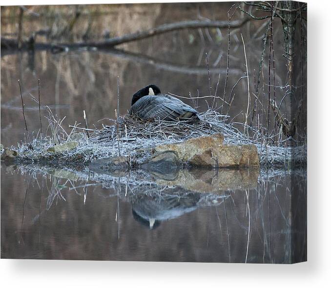 Animal Canvas Print featuring the photograph Taking a Rest by Paul Ross