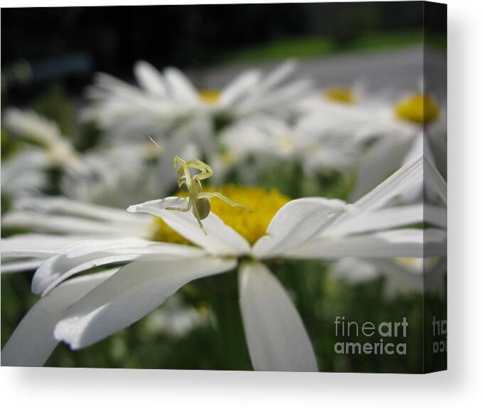 Goldenrod Crab Spider Canvas Print featuring the photograph Taking Flight by Stephanie Bergman