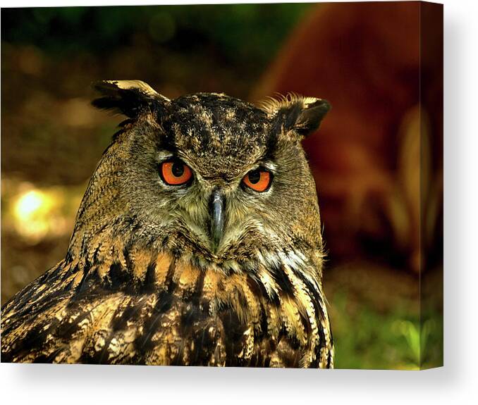 Birds Canvas Print featuring the photograph Tawny Owl by Richard Denyer