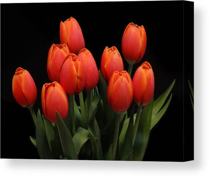 Wisconsin Canvas Print featuring the photograph Ten Tulips by David T Wilkinson