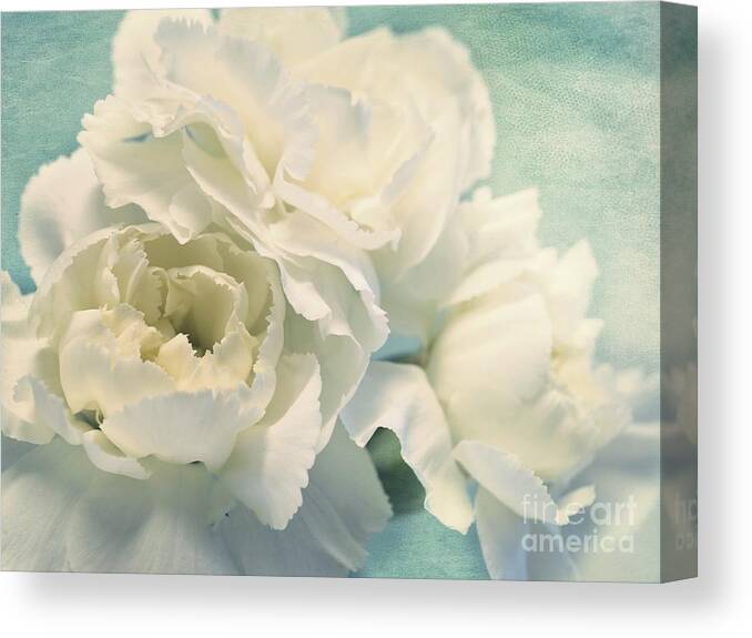 Carnation Canvas Print featuring the photograph Tenderly by Priska Wettstein