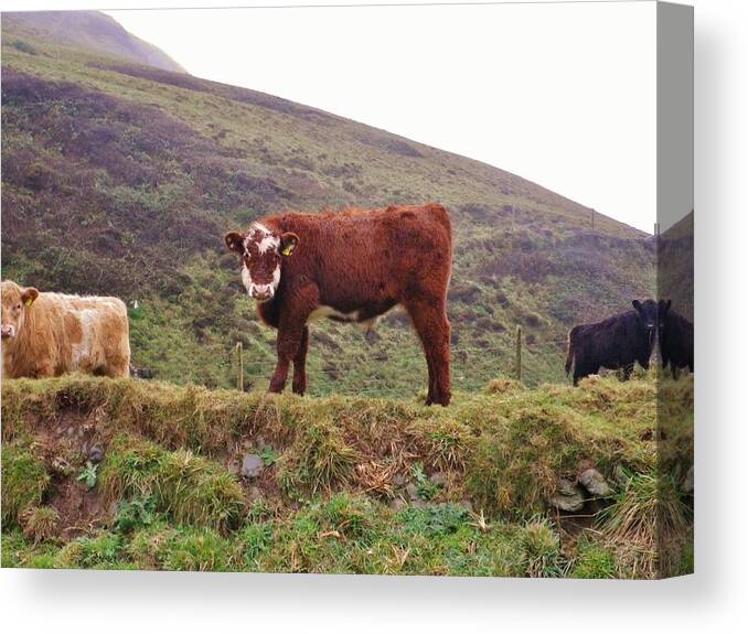 Cows Canvas Print featuring the photograph That Feeling Of Being Watched by Richard Brookes