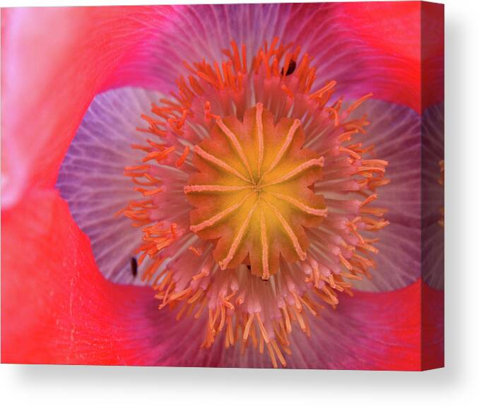 Flower Canvas Print featuring the photograph The Beauty Lies Inside by Roberto Alamino