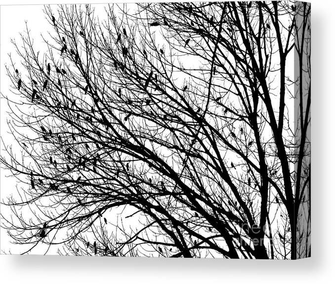 Birds Tree Trees Black And White A An Photo Art Artist Artistic Photograph Photographic Craig Walters Fine Contrast Landscape Forest Woods Life Canvas Print featuring the digital art The Birds by Craig Walters