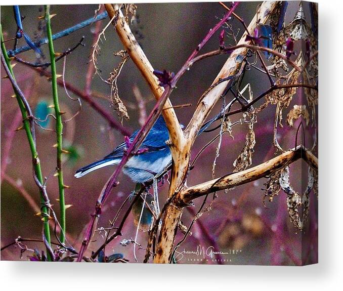 Bird Canvas Print featuring the photograph The Blue of Winter in the Woods by Shawn M Greener