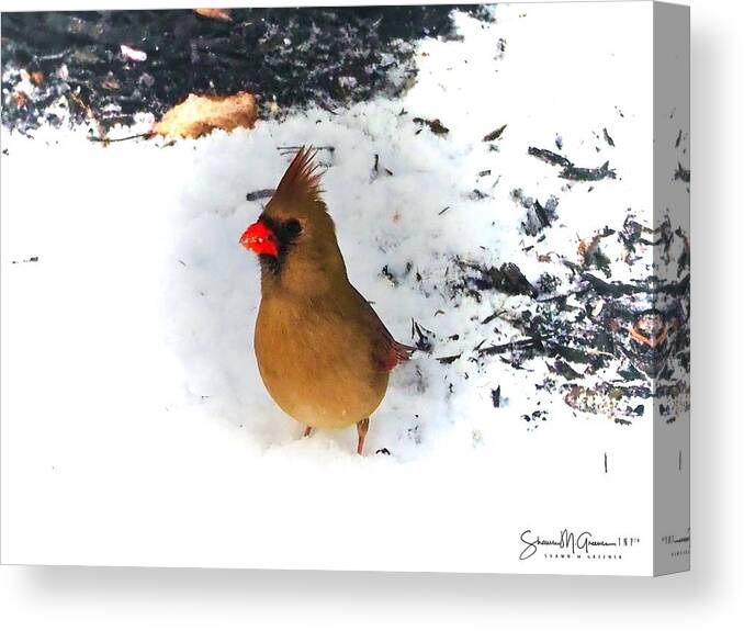 Bird Canvas Print featuring the photograph The Cardinal's Wife by Shawn M Greener