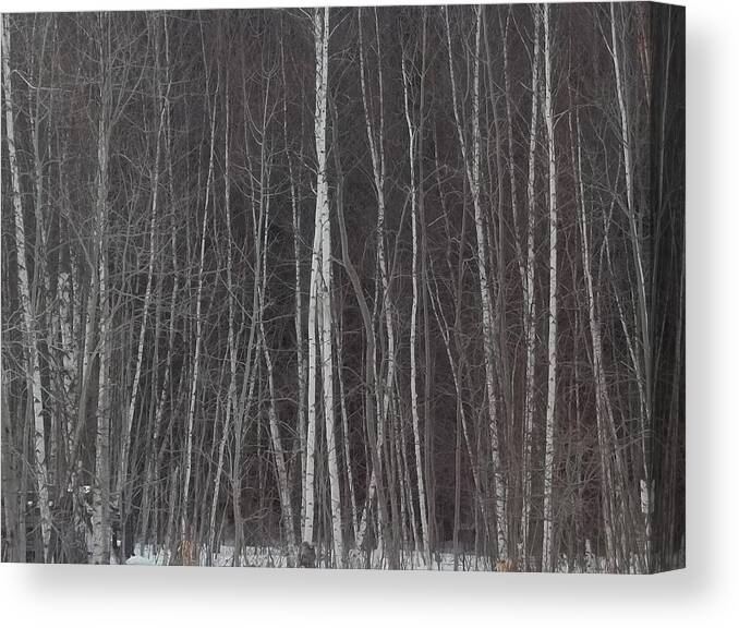 Trees Canvas Print featuring the photograph The Dark Beyond The Trees by Jackie Mueller-Jones