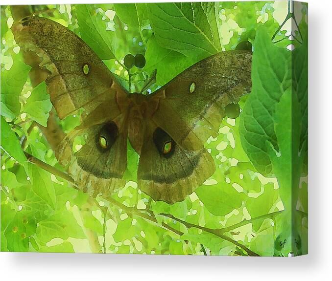 Polyphemus Canvas Print featuring the mixed media The fourth Day-a dying giant Polyphemus moth. by Shelli Fitzpatrick