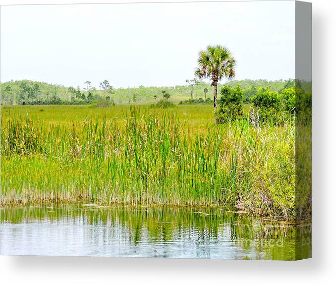 Everglades Canvas Print featuring the photograph The Glades by Marilee Noland