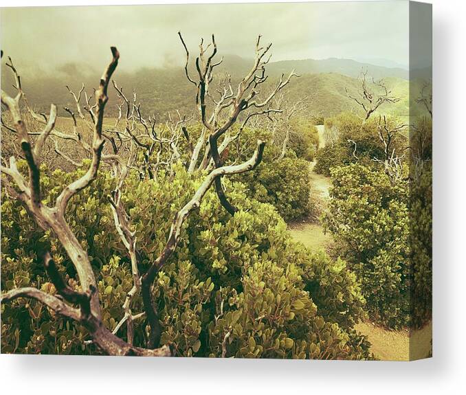 Mist Canvas Print featuring the digital art The Golden Path by Kevyn Bashore