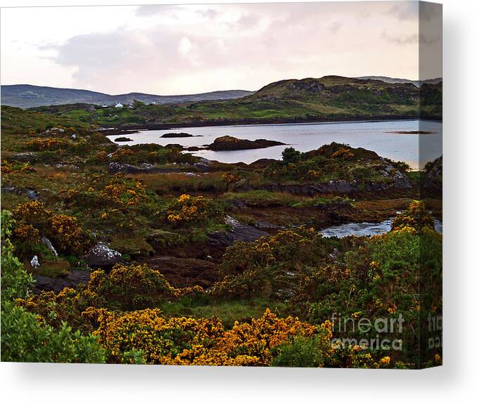 Fine Art Photography Canvas Print featuring the photograph The Gorse It Was ABloomin by Patricia Griffin Brett