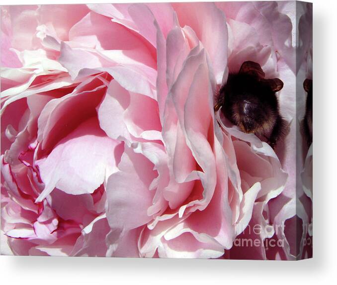 Peony Canvas Print featuring the photograph The Lost Bee 2 by Kim Tran