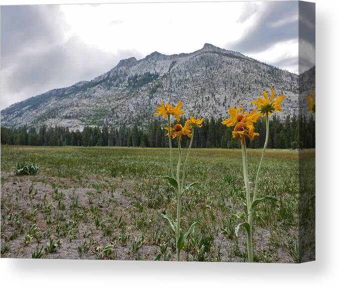 Meadow Canvas Print featuring the photograph The Meadow by Paul Foutz