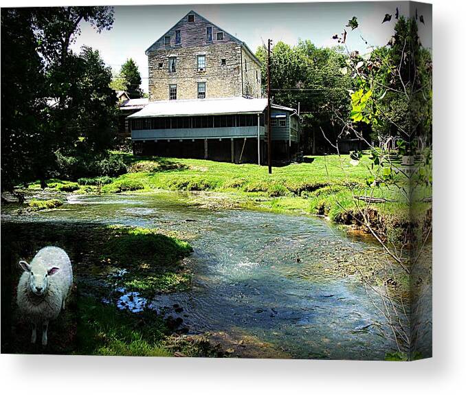 Animal Canvas Print featuring the photograph The Curious Sheep by Stacie Siemsen