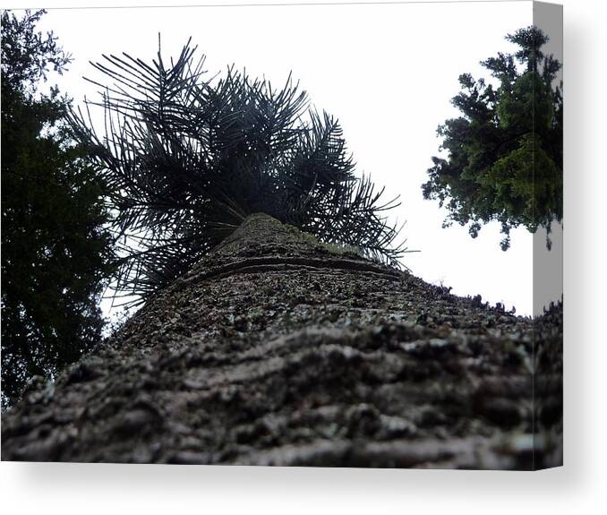 Tree Canvas Print featuring the photograph The old tree by Lukasz Ryszka