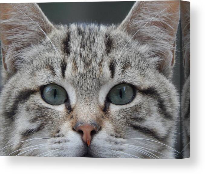 Cat Canvas Print featuring the photograph The Purrfect Cat by Jan Gelders