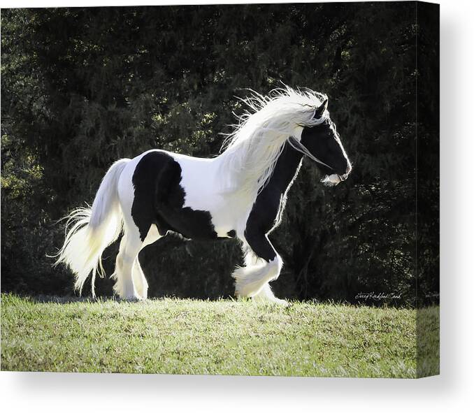 Horse Canvas Print featuring the photograph The Rainbow Neck by Terry Kirkland Cook