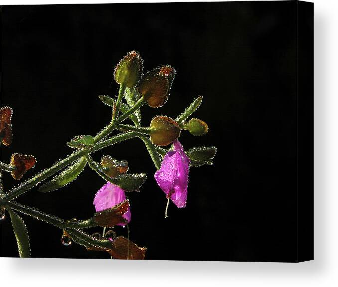 Arizona Canvas Print featuring the photograph The Scent Of Water by Steven Myers