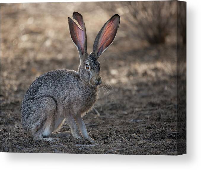 Jackrabbit Canvas Print featuring the photograph The Tale of a Jackrabbit by Sue Cullumber
