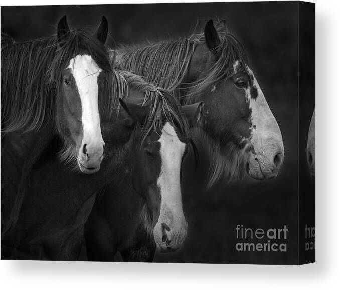 Festblues Canvas Print featuring the photograph The Three Sombreros.. by Nina Stavlund