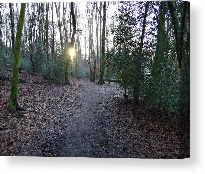 Nature Canvas Print featuring the photograph The Woods in Winter by Richard Denyer