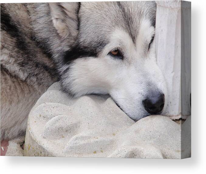 Animals Canvas Print featuring the photograph Thinking About You by Valia Bradshaw