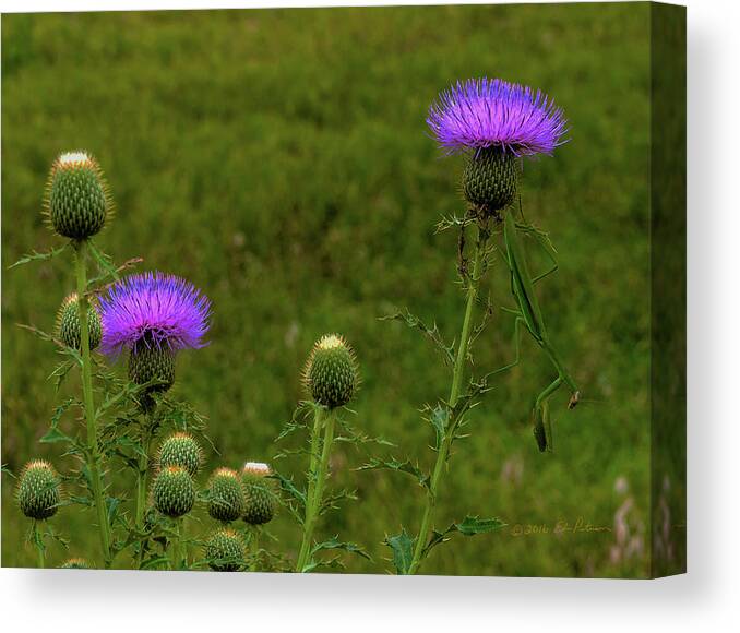 Standingbear Canvas Print featuring the photograph Thistle Lights and Preying Mantis by Ed Peterson