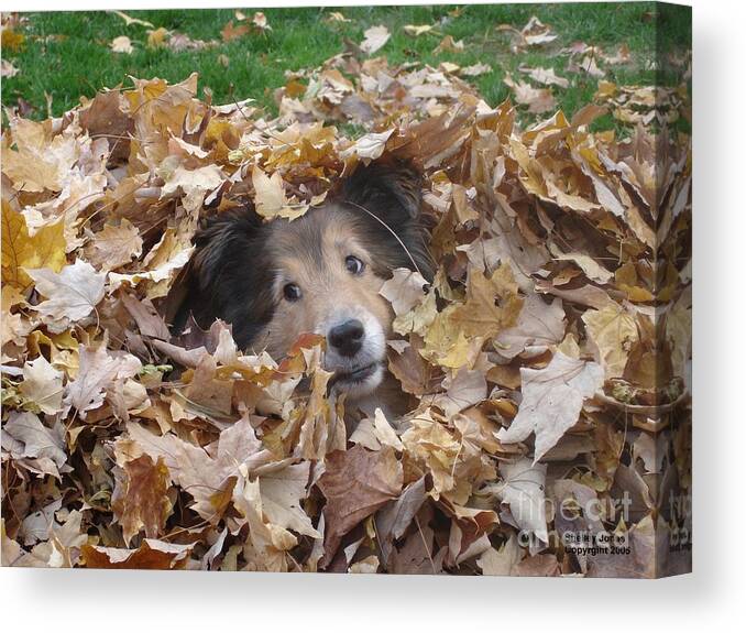 Dog Canvas Print featuring the photograph Those Eyes by Shelley Jones