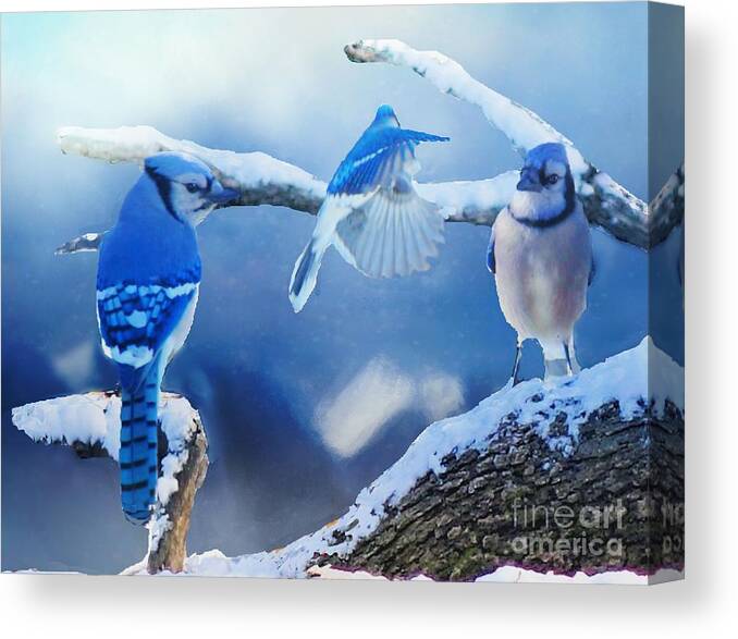 Bluejay Canvas Print featuring the photograph Three Bluejays in Winter by Janette Boyd