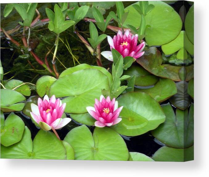 Lily Pond Canvas Print featuring the photograph Three on a Pond by Jeanette Oberholtzer