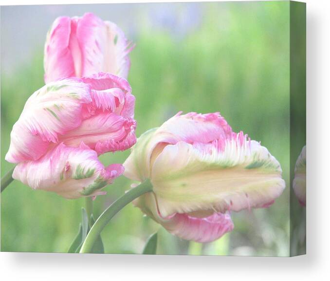 Pink Parrot Tulips Canvas Print featuring the photograph Three Sisters by Angela Davies
