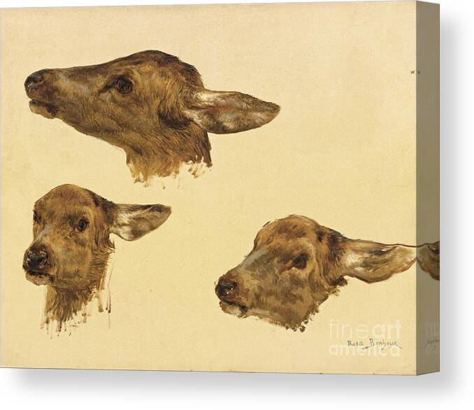 Rosa Bonheur 1822 - 1899 Three Studies Of A Doe's Head. Little Animals Canvas Print featuring the painting Three Studies Of A Doe Head by MotionAge Designs