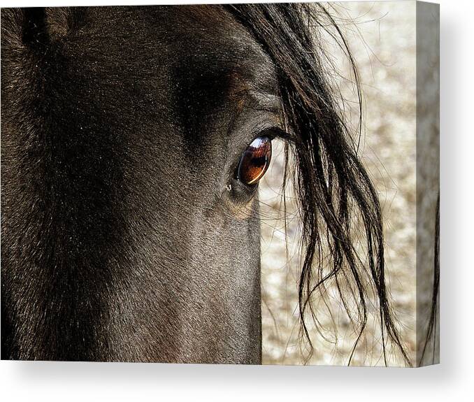 Hovind Canvas Print featuring the photograph Through the Eye of a Stallion by Scott Hovind