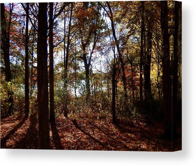 Sun Canvas Print featuring the photograph Through the Forest by Susan Wyman