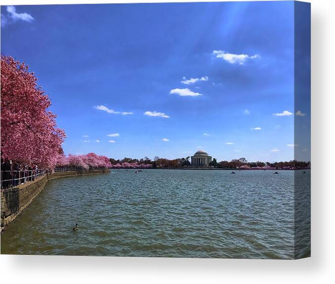 Cherry Blossoms Canvas Print featuring the photograph Tidal Basin Cherry Blossoms by Chris Montcalmo