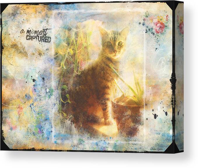 Cat Canvas Print featuring the photograph Tigger Pose by Anna Louise