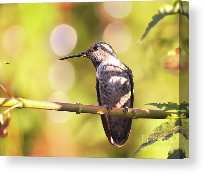 Hummingbird Canvas Print featuring the photograph Tiny Bird Upon a Branch by Debby Pueschel