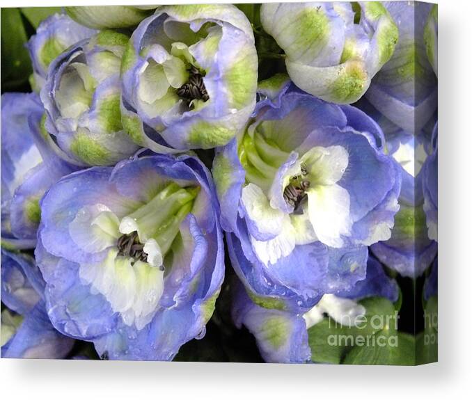 Tiny Blue Flowers Canvas Print featuring the digital art Tiny blues by Yenni Harrison