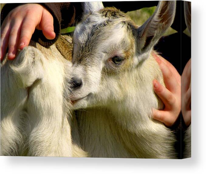 Baby Goats Canvas Print featuring the photograph Tiny Hands by Karen Wiles
