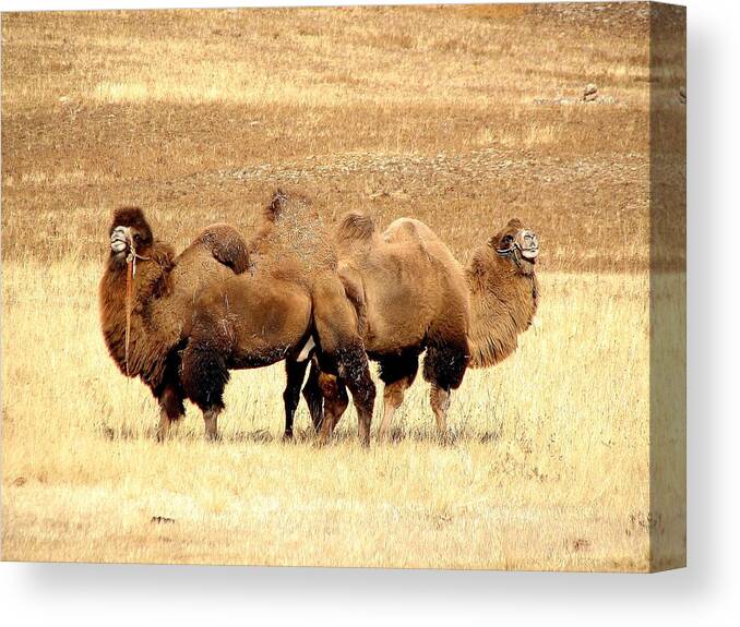 Mongolia Canvas Print featuring the photograph Togetherness by Diane Height