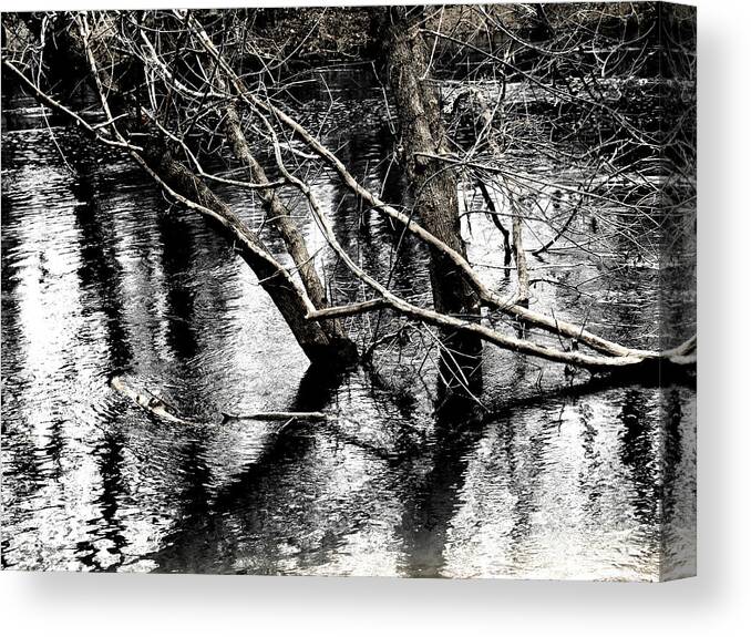 Trees Canvas Print featuring the photograph Too Much Of A Good Thing by Nicholas Haddox